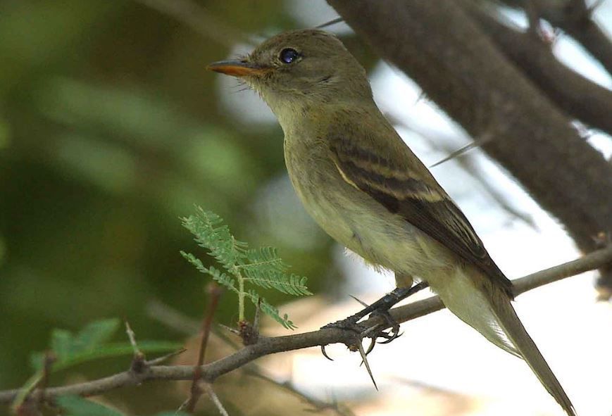 Empidonax (flycatcher)